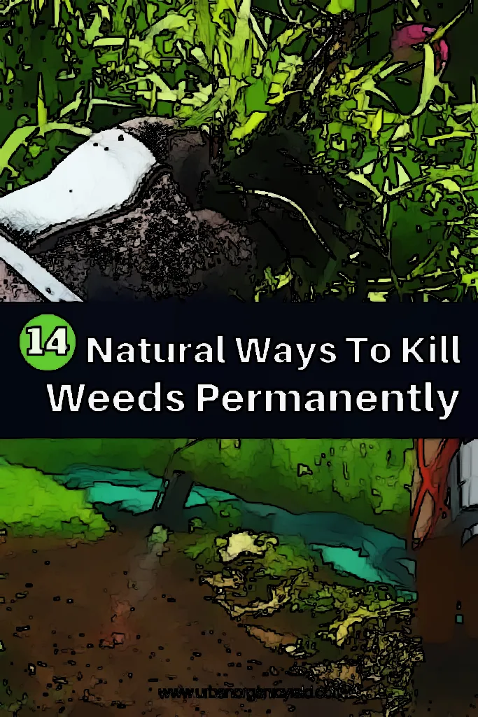 Get Rid of Weeds Once and For All with These Proven Solutions