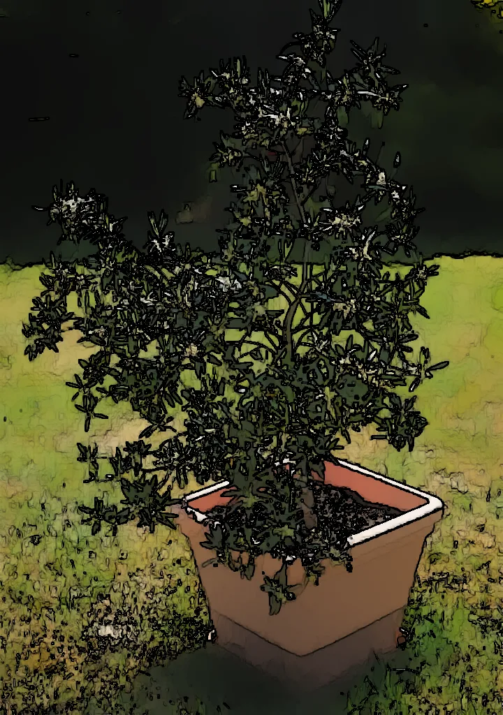 Olive Tree Culture: Making the Most of Your Garden with Pot or Ground Cultivation