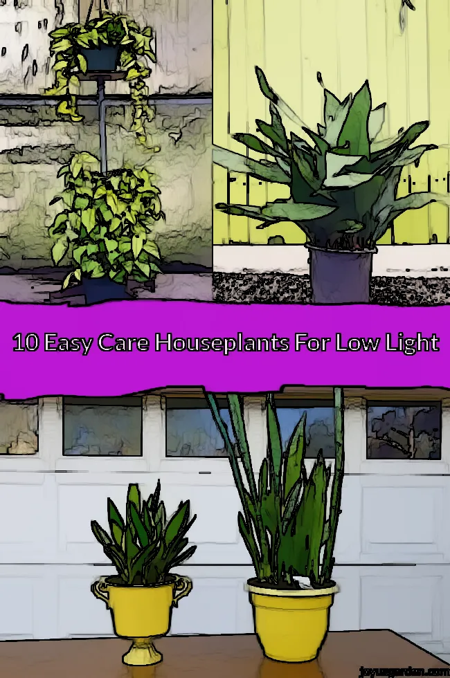 3 Low Light House Plants that Even the Novice Gardener Can Grow Easily