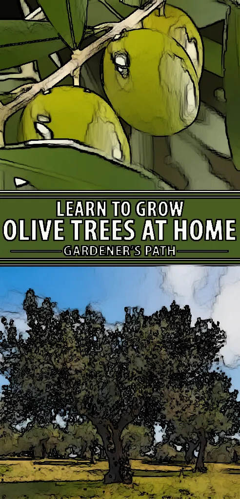 A Step-by-Step Guide to Cultivating an Abundant Olive Tree Garden