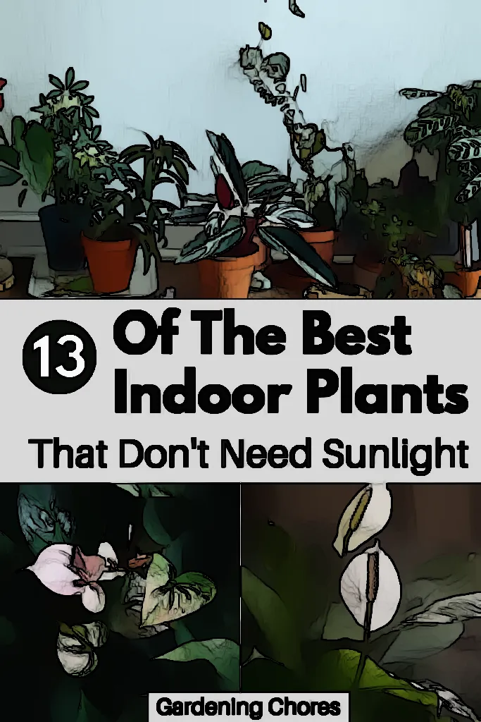 Don’t Forget the Sun: Learn How to Maximize Sunlight for Your Indoor Plants