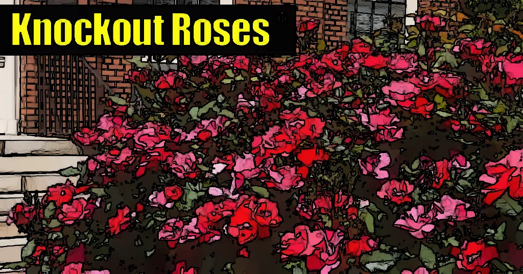 Gardening 101: Learn How to Grow Knockout Roses with Ease