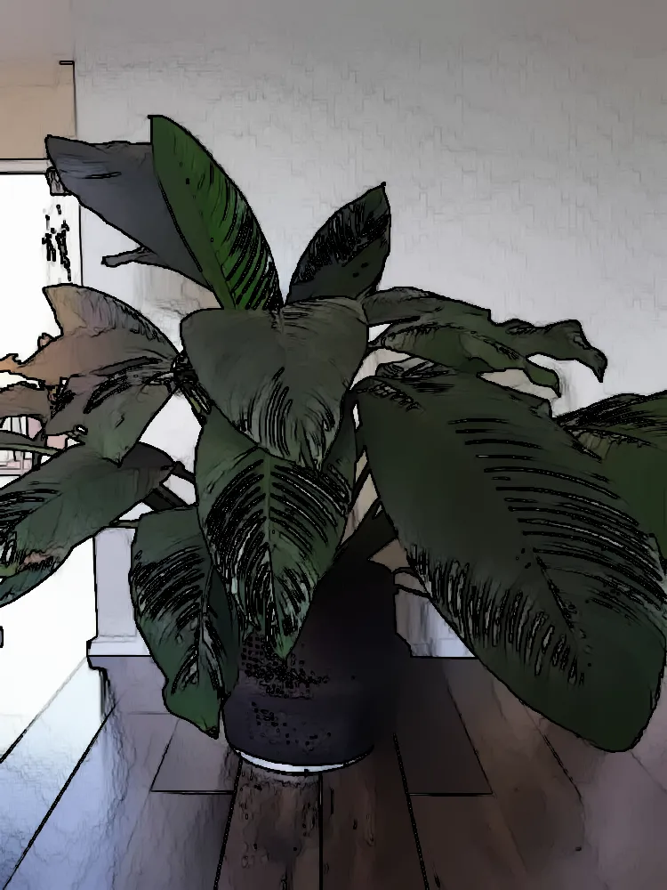 Giant Peace Lily Care Tips and Tricks for Indoor Plant Maintenance