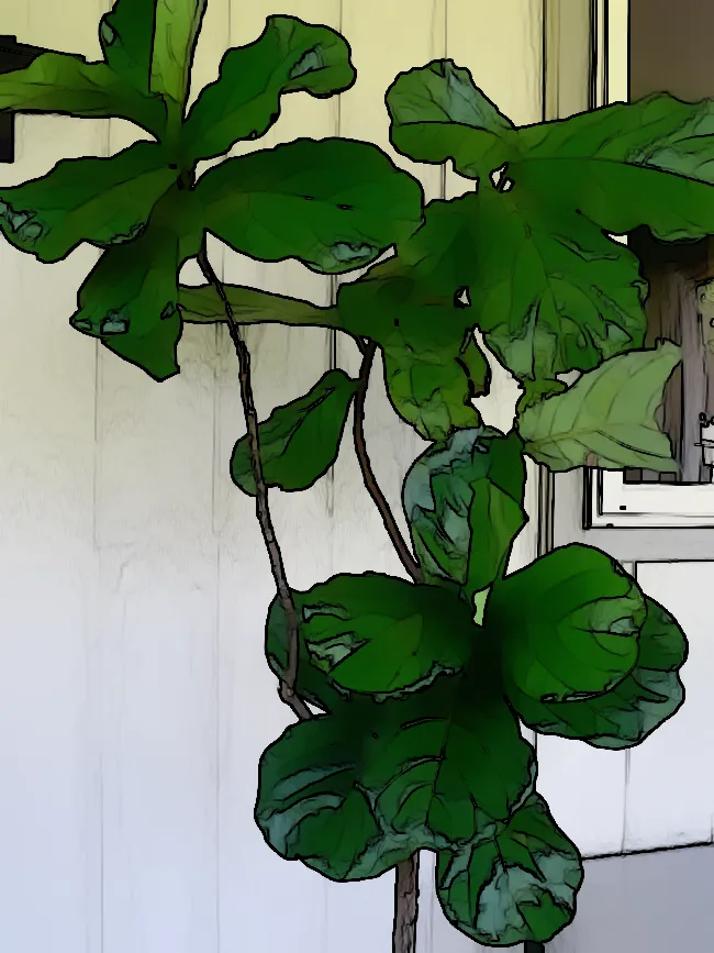 How to Grow Your Fiddle Leaf Fig Outdoors A Gardener's Guide