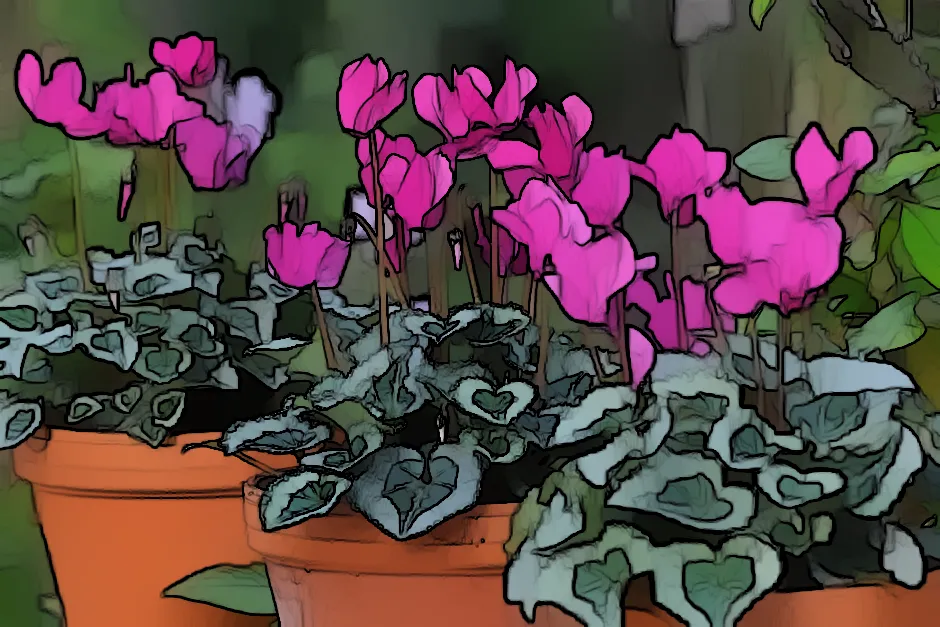 How to Keep Your Outdoor Cyclamen Happy and Healthy All Year Round