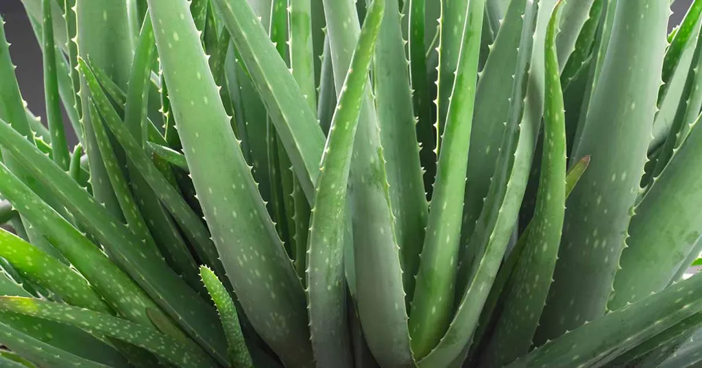 A Beginner's Guide to Growing Aloe Vera Indoors