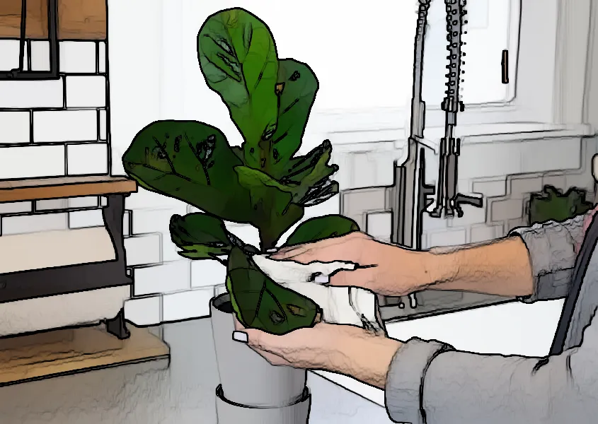 Indoor Gardening: A Comprehensive Guide to Caring for Your Fiddle Leaf Fig