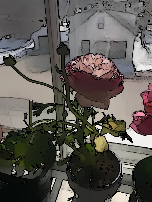 Learn the Basics of Indoor Gardening with Ranunculus: Tips from the Pros