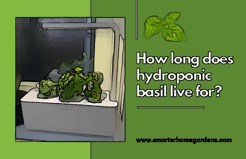 Make Your Hydroponic Garden Last Longer with These Simple Tips