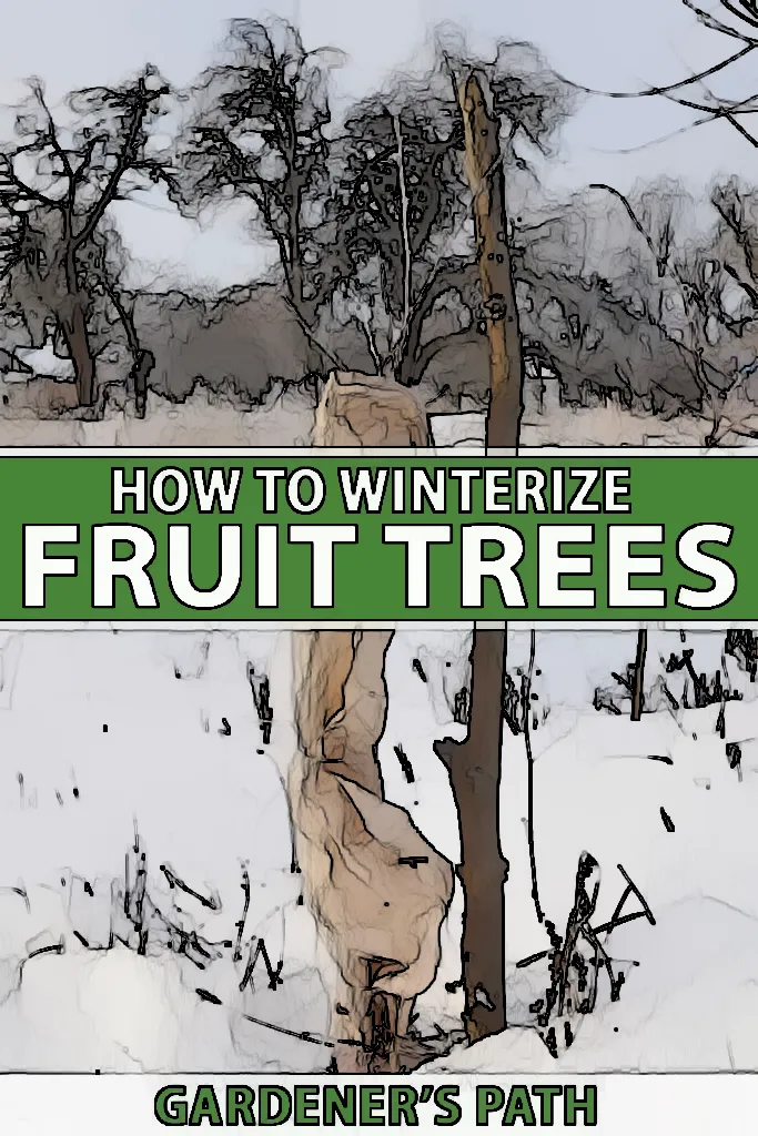 Secrets to Successfully Winterizing Your Pear Tree