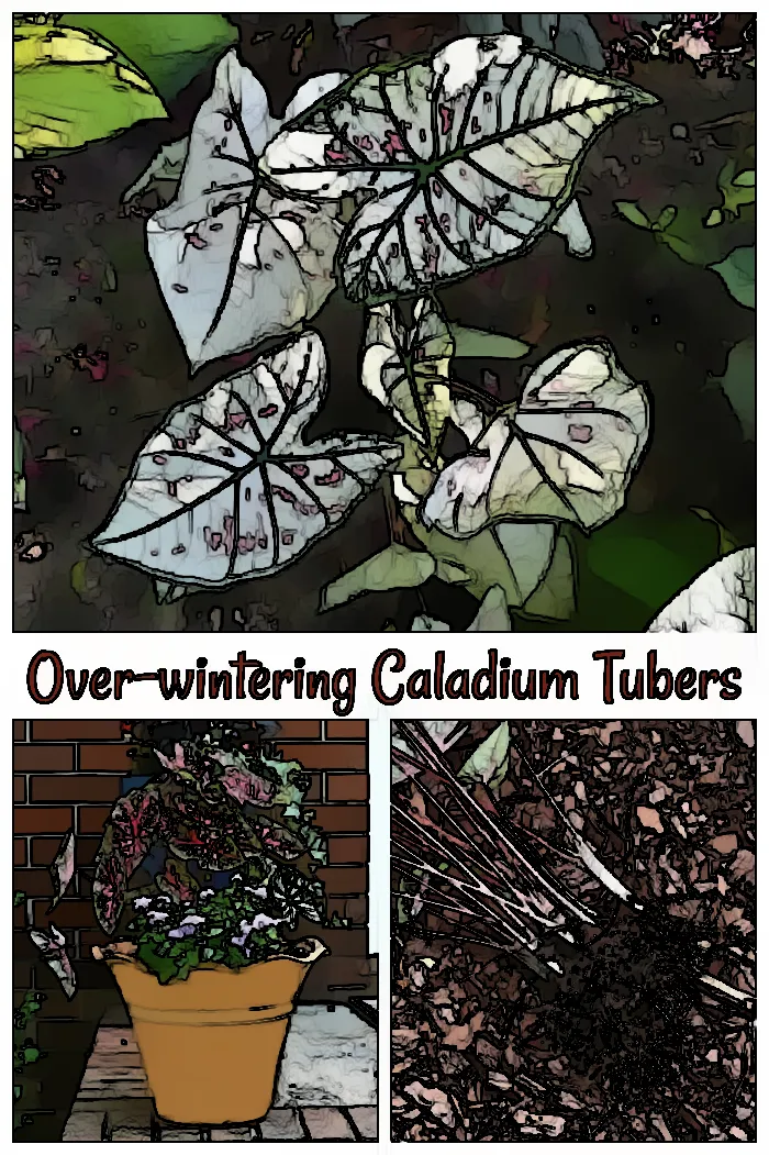 The Truth About Caladiums: Can They Make It Through Winter?