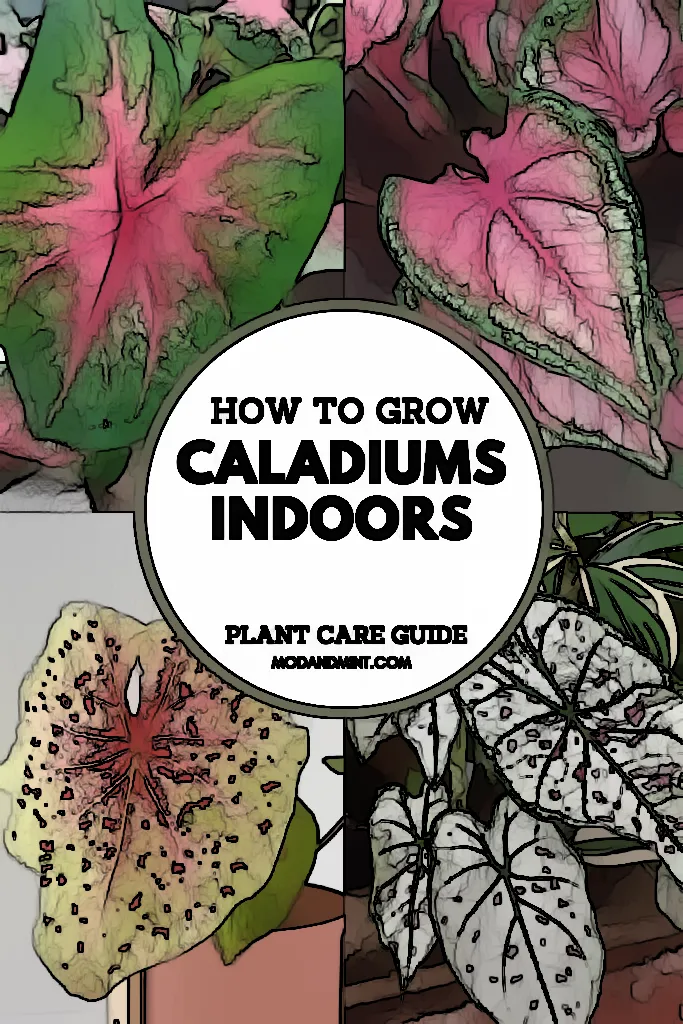 Caladium Care Indoor: Tips for Watering, Humidity, Soil, Fertilizing, Pruning, Propagation, and More!