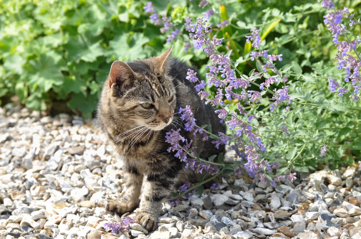 Meow-smerizing Benefits of Catnip: A Purrfect Guide for Gardening and Herbalism