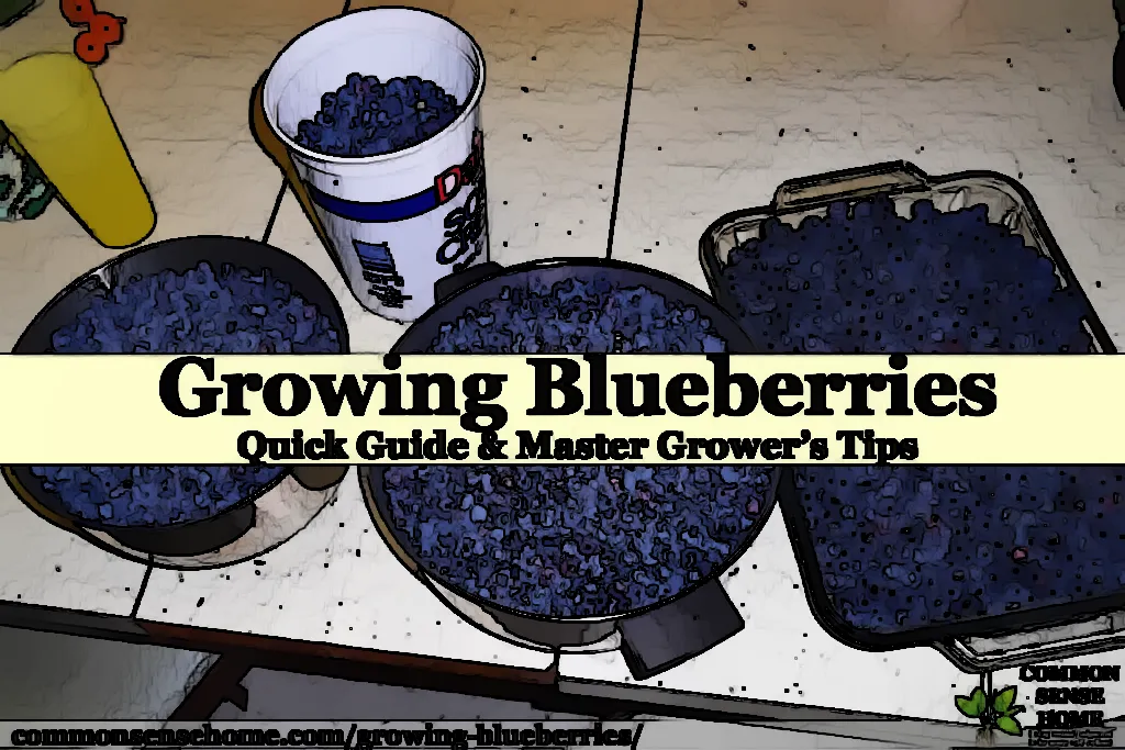 Indoor Blueberry Growing: Tips for Growing Blueberries in Containers