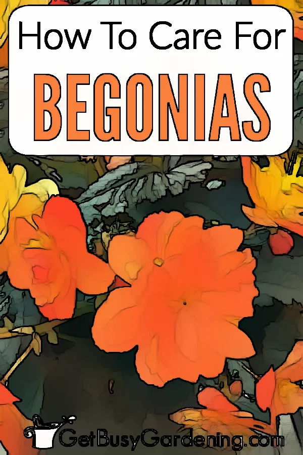 The Secret to Perfect Begonia Plant Care: A Gardener’s Guide