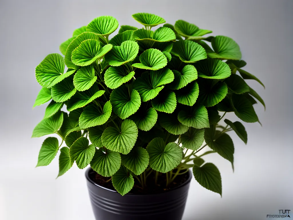 Unlocking the Enigma: Gotu Kola Plant Care Secrets