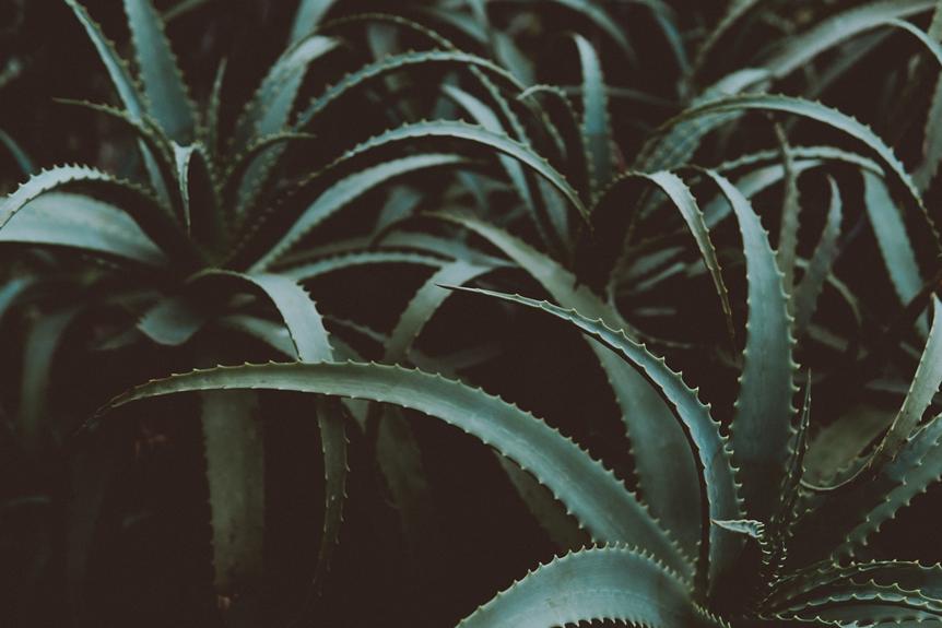 Discover the Benefits of Aloe Vera Plants