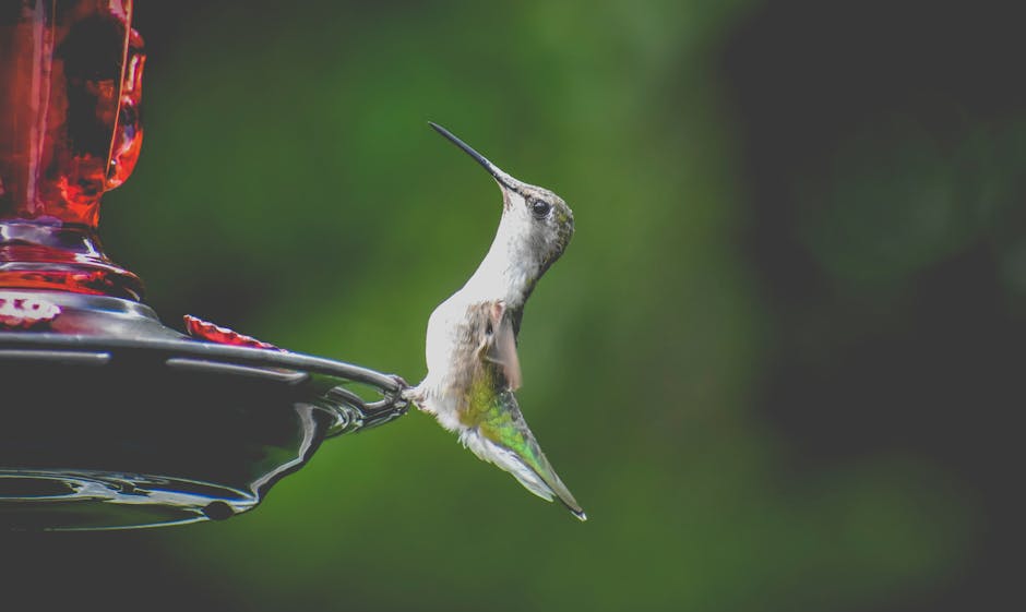 How to Nourish Hummingbirds in Winter: A Cozy Cafe in Your Backyard